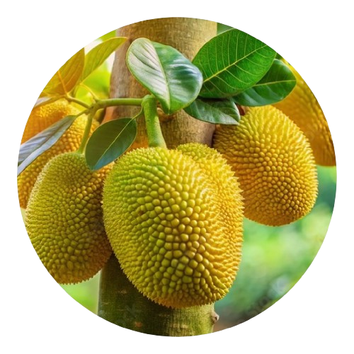 Jackfruit plants