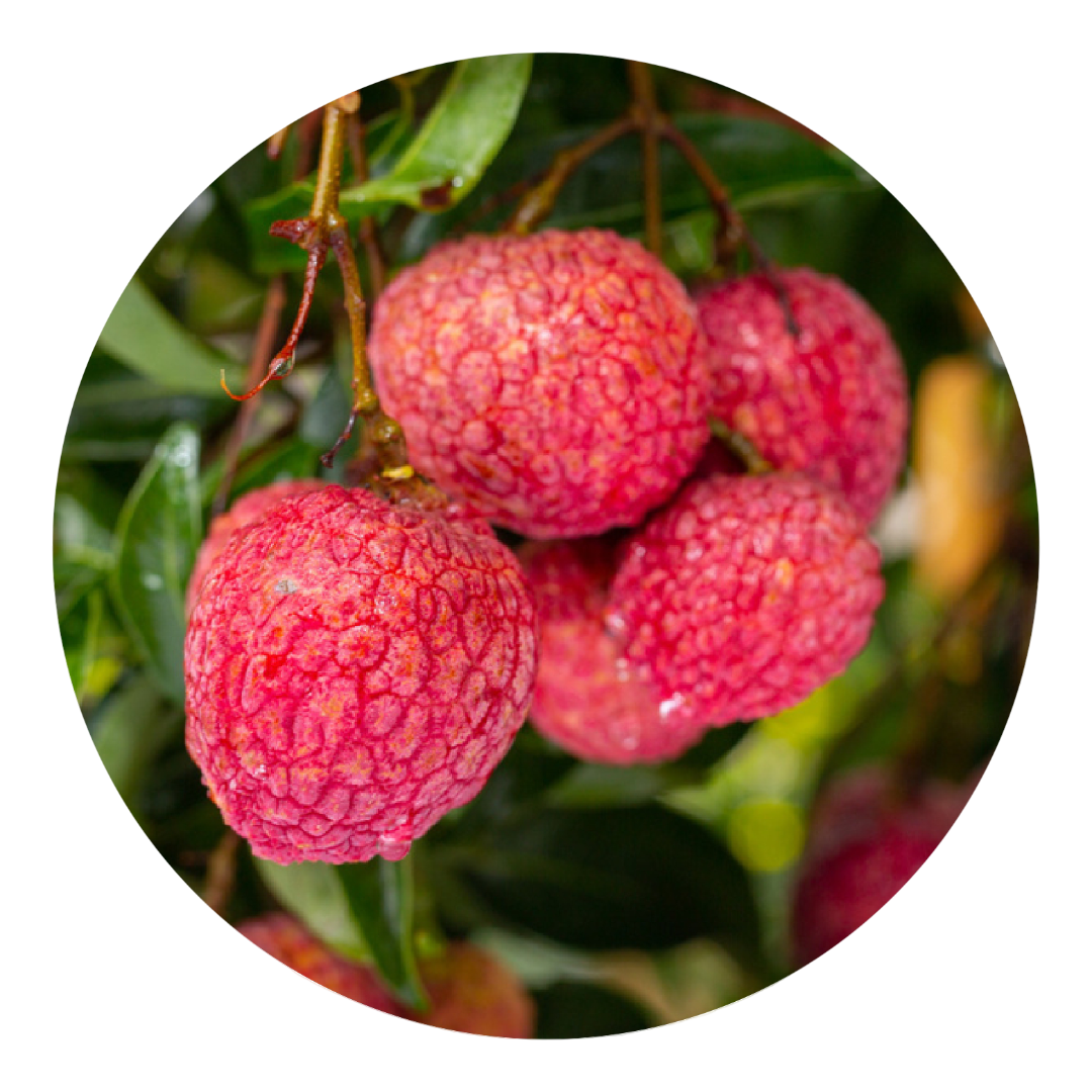 Litchi Plants