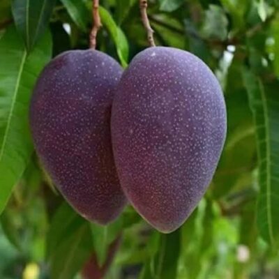 Buy Black Kosturi Mango plant Online | Rare Black Mango Variety | Top Garden Plant Available