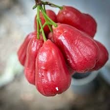 Red Missile Water Apple Plant | Buy Water Apple Plant Online