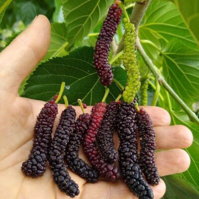 Long Mulberry Plant sweet Helthy Fruit Bye Online Star Plant Garden