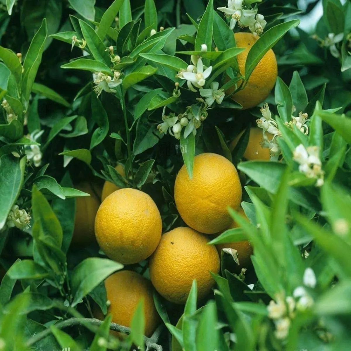 Vietnam All Time Malta Lemon Plant | Buy Lemon Plant Online Star Plant Garden - Image 2