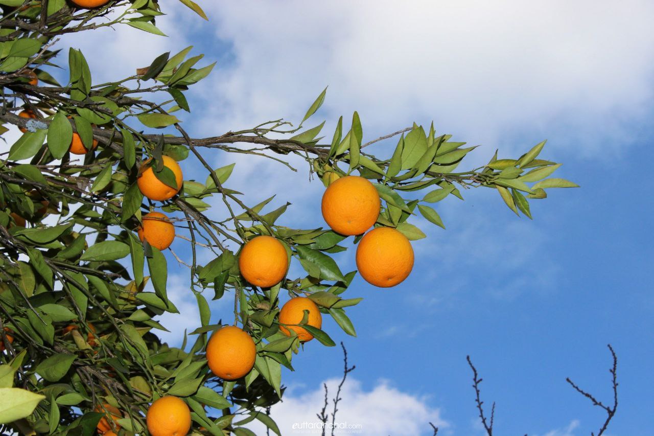 Vietnam All Time Malta Lemon Plant | Buy Lemon Plant Online Star Plant Garden - Image 3