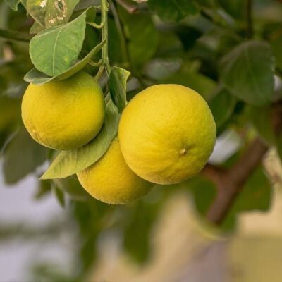 Vietnam All Time Malta Lemon Plant | Buy Lemon Plant Online Star Plant Garden