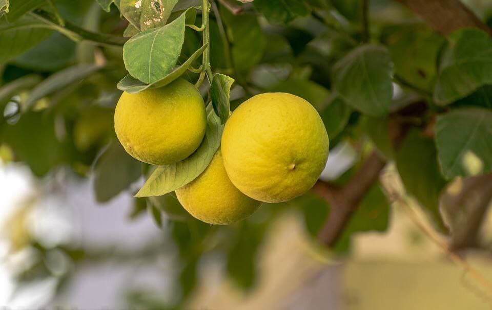 Vietnam All Time Malta Lemon Plant | Buy Lemon Plant Online Star Plant Garden