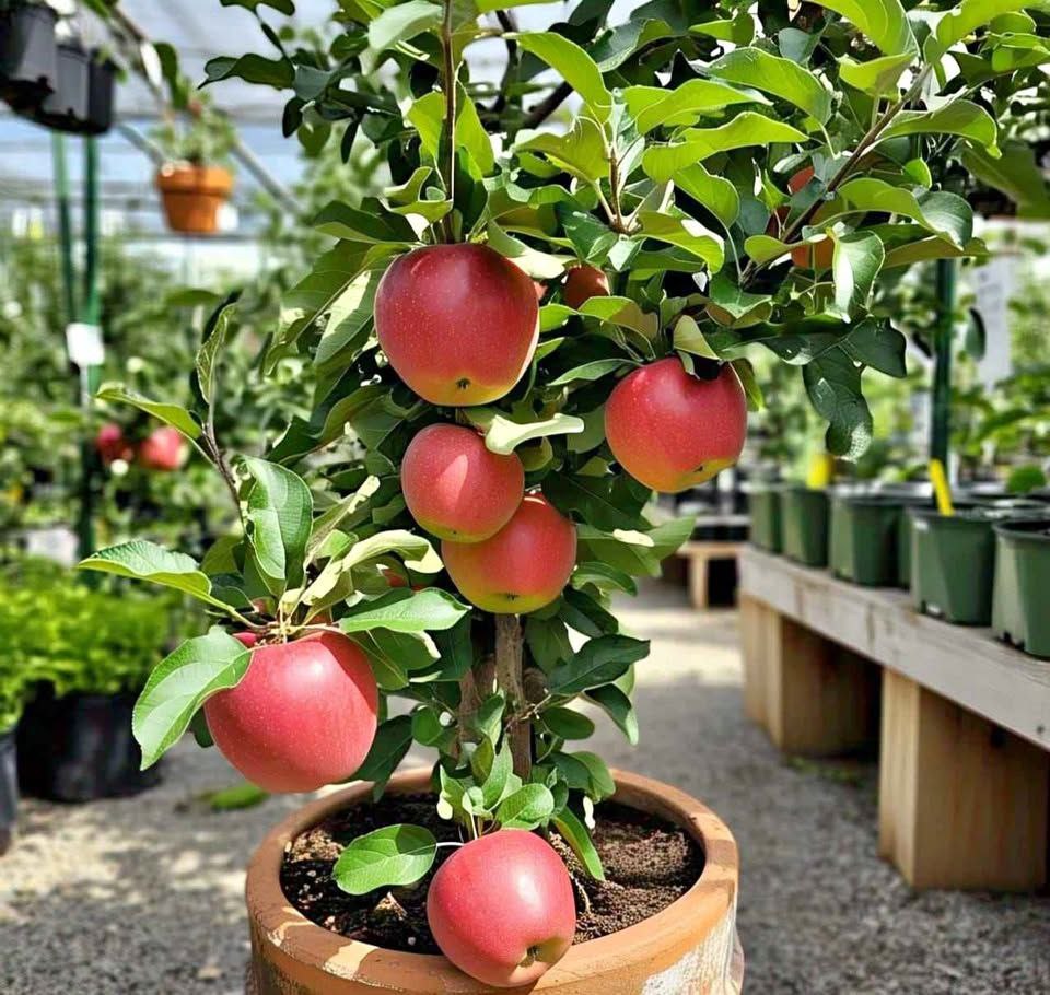 HRMN-99 Apple Plant Online | Low Chill Apple Tree for Home Garden - Image 3