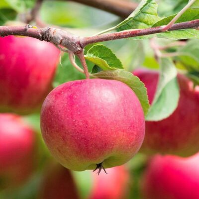HRMN-99 Apple Plant Online | Low Chill Apple Tree for Home Garden