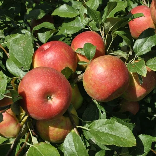 HRMN-99 Apple Plant Online | Low Chill Apple Tree for Home Garden - Image 2