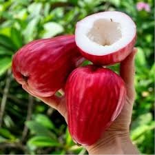 Red Dalhari Chamba Wax Apple Plant | Buy Wax Apple Plant Online