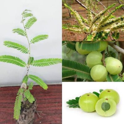 Buy Amloki Plant Online | Indian Gooseberry Fruit Plant