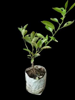 Vietnam All Time Malta Lemon Plant | Buy Lemon Plant Online Star Plant Garden - Image 4
