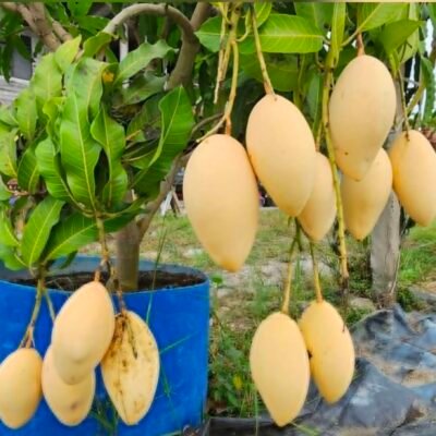 Nam Dok Mai Mango Plant | Premium Thai Grafted Mango Plant