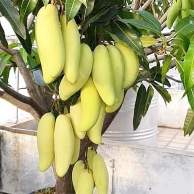 Sweet Banana Mango Fruit