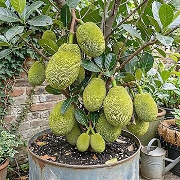 Premium Thai Pink Kathal Plant