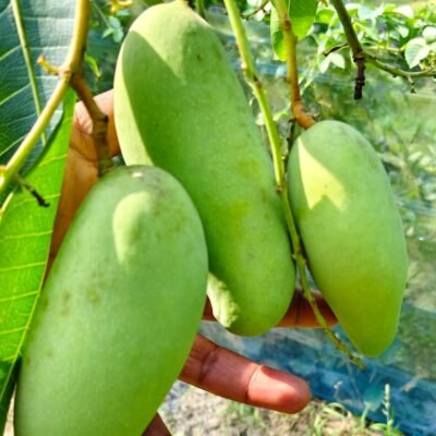 Banana Mango Plant