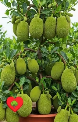 Grafted Thai Pink Jackfruit Tree
